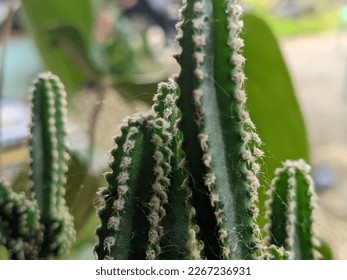 mini cactus stem object focus landscape