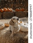 Mini Cream Dachshund at a Pumpkin Patch for Halloween