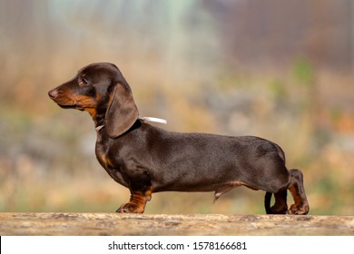 Mini Dachshund Dog Outdoor Stunning