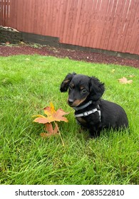 Mini Dachshund With A Leaf