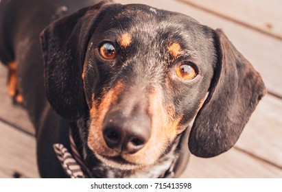 Mini Dachshund Looking Up