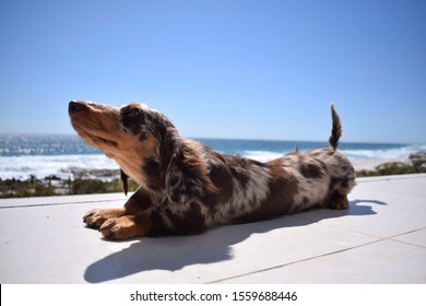 Mini Dachshund Pup Being Cute