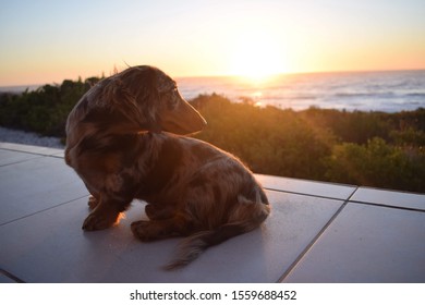 Mini Dachshund Pup Being Cute