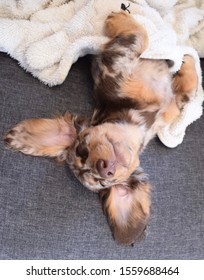 Mini Dachshund Pup Being Cute