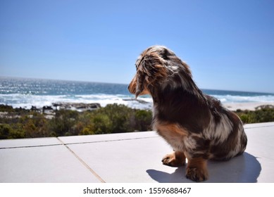 Mini Dachshund Pup Being Cute