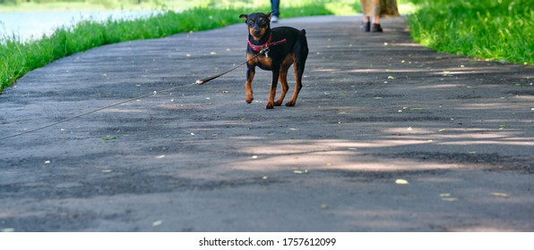 Mini Doberman Stands On The Asphalt