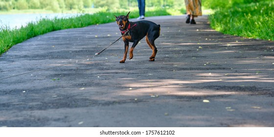 Mini Doberman Stands On The Asphalt