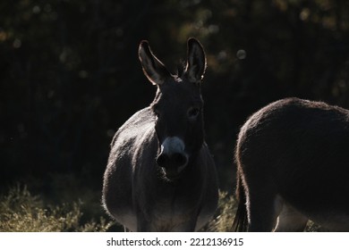 Mini Donkey In Farm Field With Low Key Lighting.