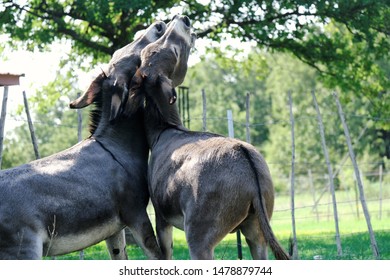Mini donkey friends play on farm during summer.