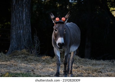 Mini Donkey Playing Dress Up With Pumpkin Headband Costume For Halloween On Farm.