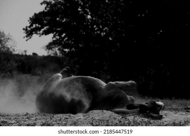 Mini Donkey Taking Dust Bath During Dry Summer In Texas Drought.