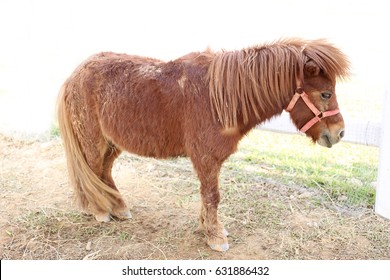 Mini Dwarf Horse In A Farm.