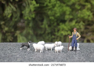 the mini Farmer and his Dog with the sheep