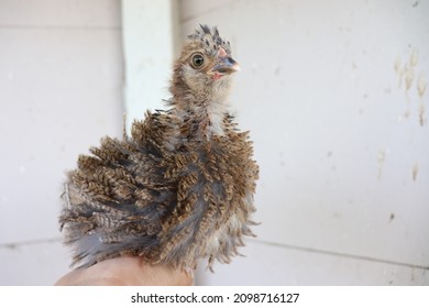 Mini Frazzle Feather Bantam and Silkie mix Chick