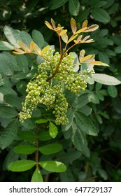 mini fruit on tree