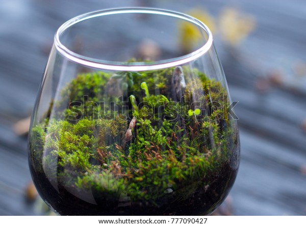 Mini Garden Glass Vase On Wooden Stock Photo Edit Now 777090427