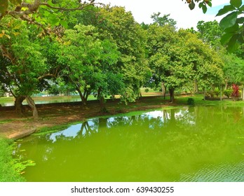 Mini Garden In Kampung Padang Cempedak Tasek Gelugor Penang Malaysia..with Green Scenery And Blue Sky