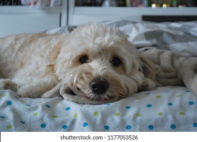 Mini Golden Doodle