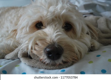 Mini Golden Doodle