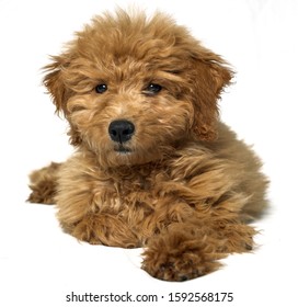 Mini Golden Doodle On A White Background