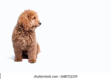 Mini Golden Doodle Puppy Looking At His Side On A White Background