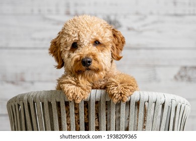 A mini golden doodle puppy looking to the camera (there is a video version)