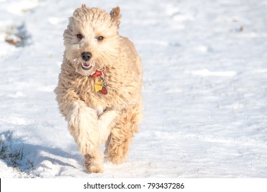 Mini Golden Doodle Puppy In The Snow