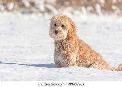 Mini Golden Doodle Puppy In The Snow