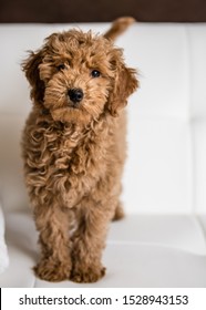 Mini Golden Doodle Puppy Standing On A White Couch