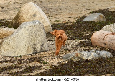 Mini Golden Doodle Running On The Beach