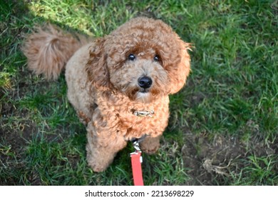 Mini Golden Doodle Sitting In Grass.