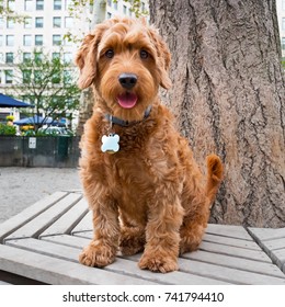 Mini Golden Doodle Sitting On Park Bench In A City Dog Park