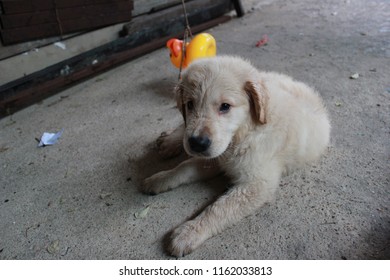 Mini Golden Retreiver Dog