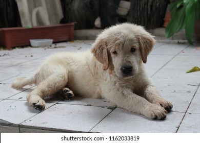 Mini Golden Retreiver Dog