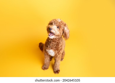 Mini goldendoodle, golden doodle puppy in a studio on yellow background