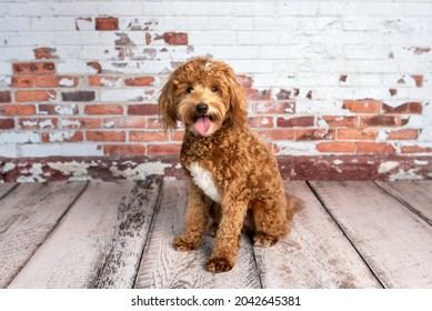 Mini goldendoodle, golden doodle puppy in a studio - Shutterstock ID 2042645381