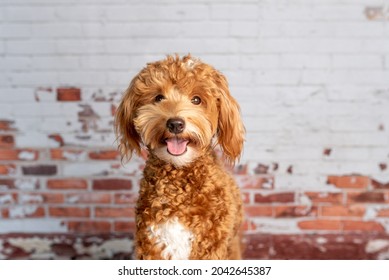Mini goldendoodle, golden doodle puppy in a studio