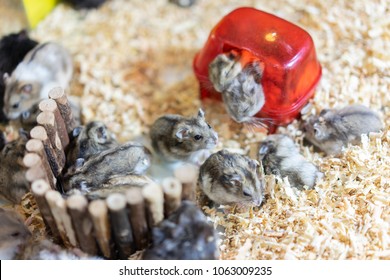 The mini hamster family is together, they play together, sleep together and eat together in the pet shop.