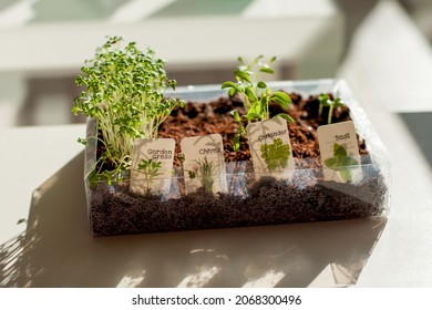 Mini Herb Garden Seedlings Sprouting In A Container On A Window At Home. Garden Cress, Chives, Coriander, Basil