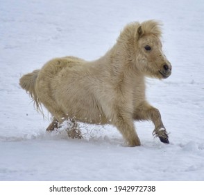 Mini Horse In Action In The Snow.