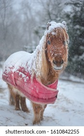 Mini Horse Coming To Play In The Snow