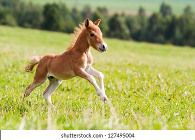 Mini Horse Falabella