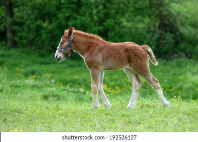 Mini Horse Falabella 