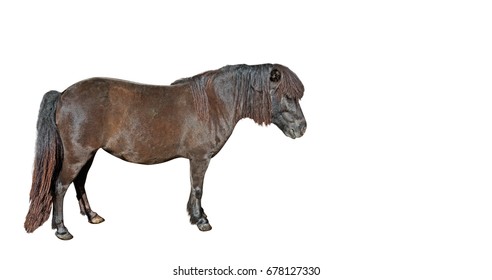  Mini Horse Falabella Miniature Isolated On White Background