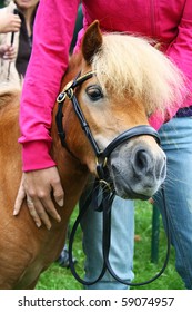 Mini Horse Head Detail