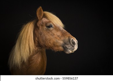 Mini Horse Profile