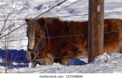 Mini Horse In Snow With Barbed Wire Fence