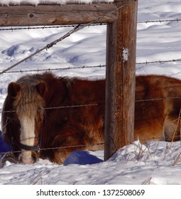 Mini Horse In Snow With Barbed Wire Fence