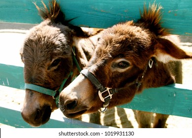 Mini Horses In Fence