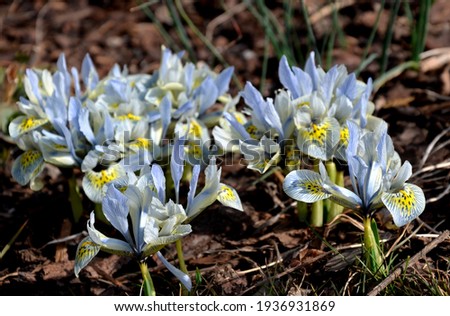 is a Mini Iris with early blooming, fragrant plum purple flowers with a touch of yellow that grows small size. Good for forcing, rock gardens and perennial beds mulching brown bark